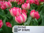 [Up Stripe 2007_0402Image0030.JPG]